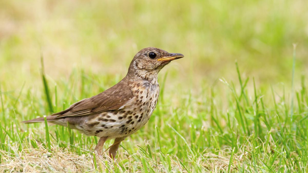 Radar zachytil velkolepou migraci ptáků nad Nizozemskem